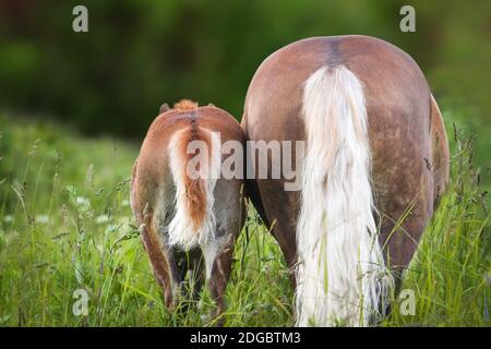 cavalla e puledro Foto Stock