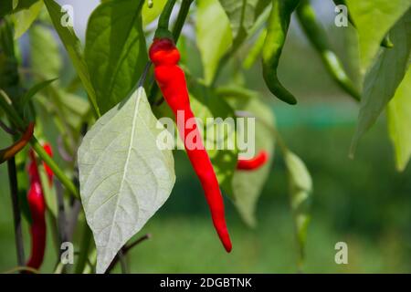 Capsicum caldo cile su un cespuglio con foglia verde dentro il giardino Foto Stock