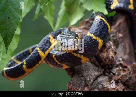 Primo piano di serpente di gatto con anello d'oro su un ramo di albero, Indonesia Foto Stock