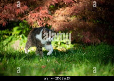 gatto che cammina sull'erba accanto a un cespuglio con foglie rosse all'aperto in natura Foto Stock