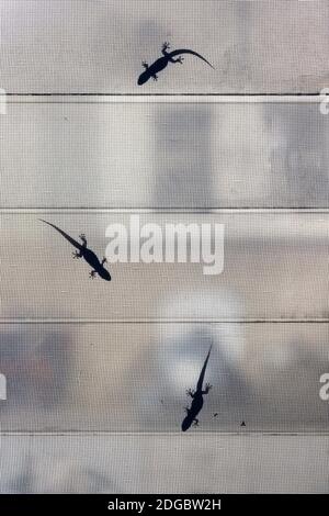 Silhouette di tre geckos comuni della casa su uno schermo di maglia in cucina Foto Stock