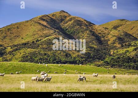 Pecore in campo, vicino Culverden, regione di Canterbury, Isola del Sud, Nuova Zelanda Foto Stock