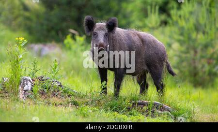 Cinghiale in piedi su praterie in estate natura Foto Stock
