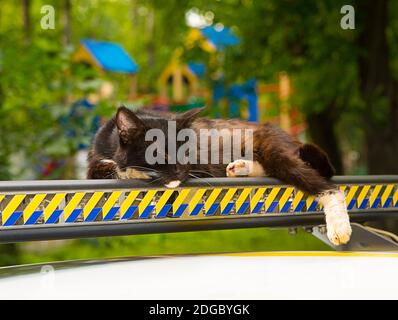 Felice giovane gatto nero con gambe bianche addormentate su un spoiler per auto multicolore come su un cuscino Foto Stock