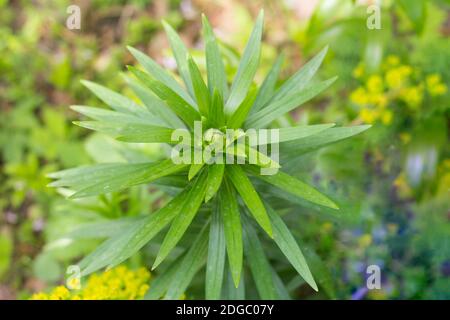 Il giglio fiorisce in un giardino Foto Stock