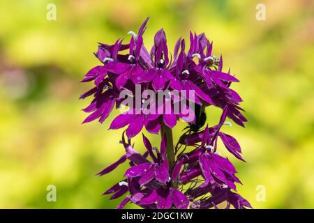 Primo piano di un fiore cardinale viola (lobelia cardinalis) in fiore Foto Stock