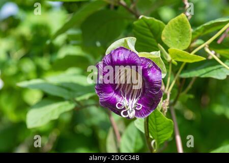 Primo piano di una tazza e di un piatto di vite (Cobaea scandens) in fiore Foto Stock