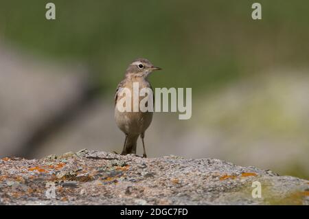 Water Pipit (Anthus spinoletta blakistoni) adulto in piedi sulla roccia Ili-Alatau NP, Kazakhstan Maggio Foto Stock