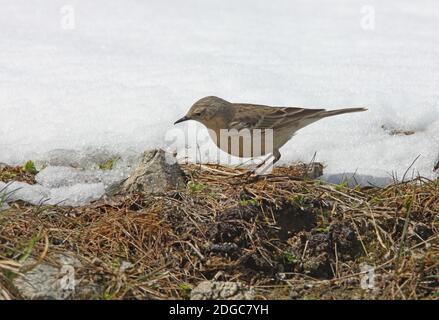 Water Pipit (Anthus spinoletta blakistoni) adulto che si allena lungo la linea di neve Ili-Alatau NP, Kazakhstan Maggio Foto Stock