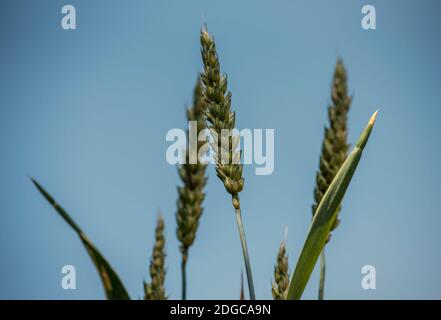 Grano Foto Stock