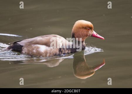 Netta rufina, bietola rossa, anatra a pistone, Foto Stock