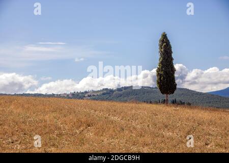 A San Quirico d'Orcia - Italia - il 2020 agosto - cipressi isolati nel paesaggio della Val d'Orcia, Toscana Foto Stock