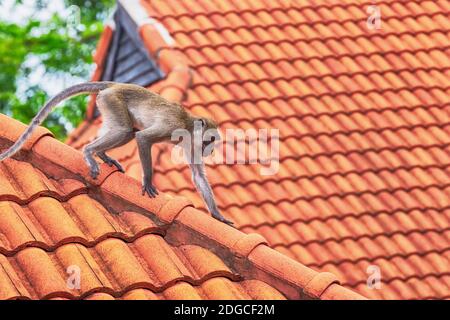 Un giovane macaco grigio sale intorno al bordo di un tetto di tegole rosse in cerca di cibo Foto Stock