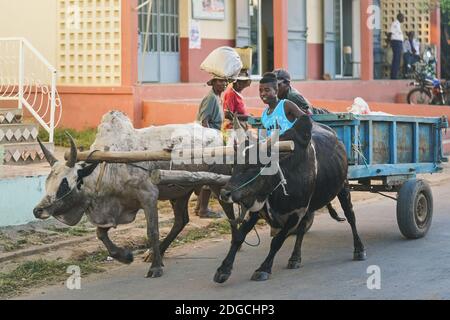 Ranohira, Madagascar - 29 aprile 2019: Uomo malgascio sconosciuto che cavalca il suo carro zebù a casa in serata, due altri locali che trasportano borse sulla loro testa, e b Foto Stock