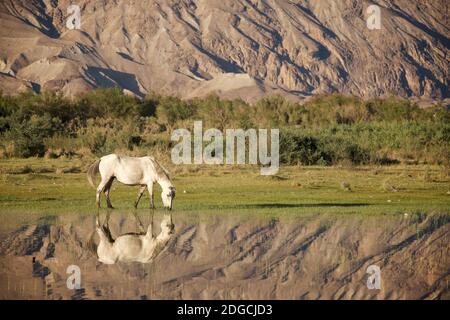 Pascolo di cavalli vicino al fiume Shyok, hunder, Valle di Nubra. Ladakh, Jammu e Kashmir, India Foto Stock