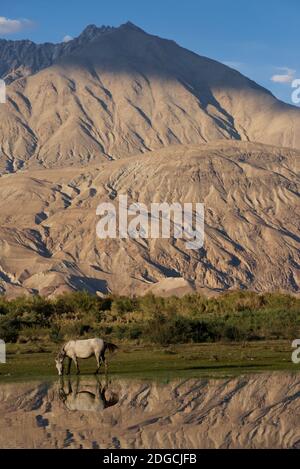 Pascolo di cavalli vicino al fiume Shyok, hunder, Valle di Nubra. Ladakh, Jammu e Kashmir, India Foto Stock