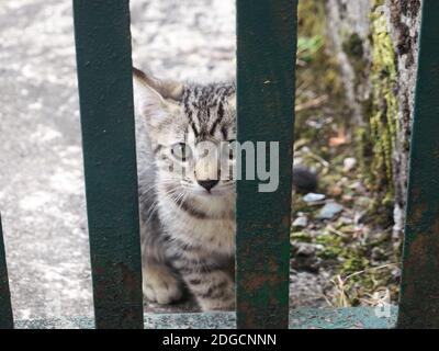 Immagine di un gattino bloccato dietro le barre Foto Stock