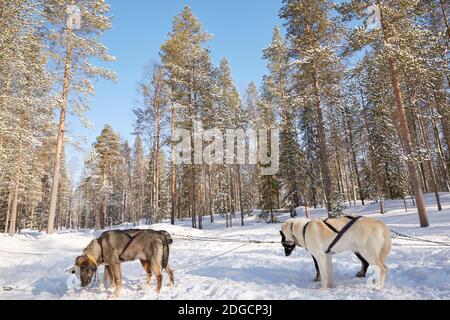 Husky Sleigh Ride in Forest Landscape a Lapponia, Finlandia Foto Stock