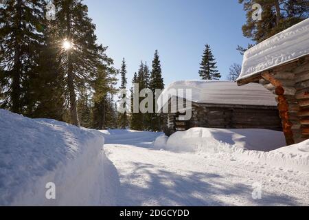 Capanno di tronchi innevati al sole in Lapponia Foto Stock