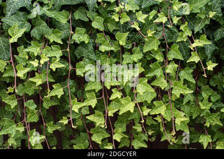 Modello di foglie d'edera sotto pioggia con gocce Foto Stock