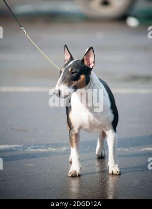 terrier in miniatura tricolore Foto Stock
