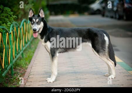 husky siberiano Foto Stock