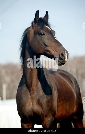 cavallo di Baia Foto Stock