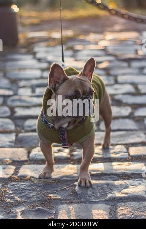 Carino bulldog francese con felpa con cappuccio verde, pavement Foto Stock