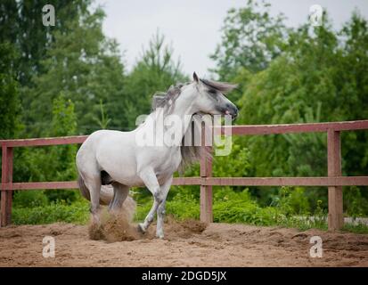 Stalloni andalusi Foto Stock