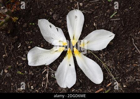 Sei petali bianchi di tulipano a terra. Foto Stock