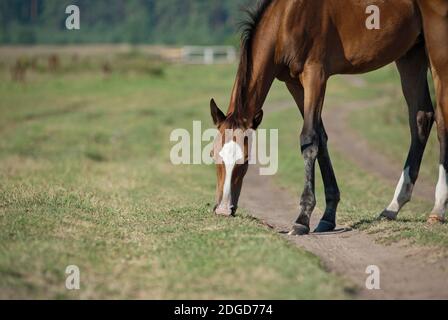 Foal che pasce Foto Stock