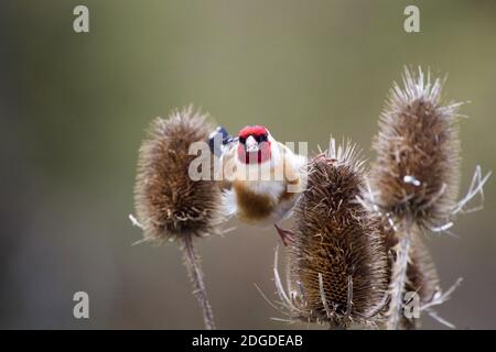 Cardellino, Stieglitz (Carduelis carduelis), Distelfink su thistle Foto Stock