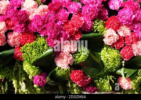 Sfondo di garofani rossi e rosa Foto Stock