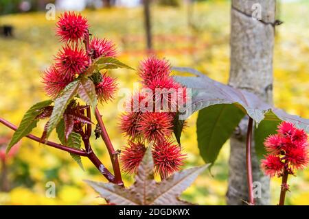 Cespuglio con foglie larghe e fiori rossi rotondi con spine primo piano sullo sfondo dell'autu Foto Stock