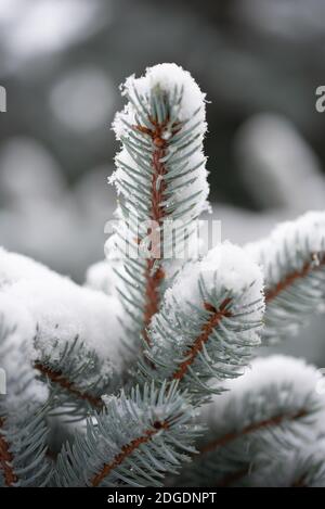 Primo piano di neve accatastata sugli aghi di un ramo di un albero di abete blu. Foto Stock