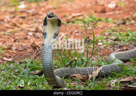 I volti del re cobra (Ophiophagus hannah), serpente venomoso Foto Stock