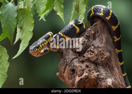 Il serpente gatto orlato (boiga dendrophilia in modalità difensiva, Foto Stock