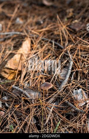 Piccolo fungo in fuoco netto sul pavimento della foresta coperto con foglie e bastoni caduti d'autunno Foto Stock
