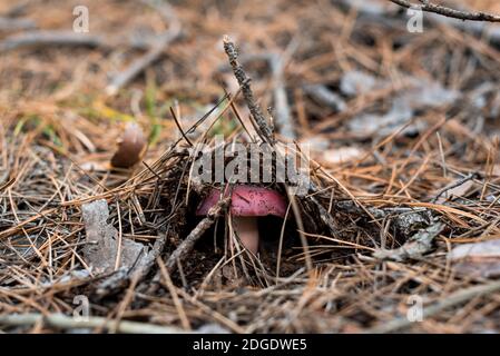 Piccolo fungo in fuoco netto sul pavimento della foresta coperto con foglie e bastoni caduti d'autunno Foto Stock
