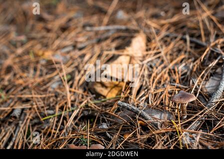 Piccolo fungo in fuoco netto sul pavimento della foresta coperto con foglie e bastoni caduti d'autunno Foto Stock
