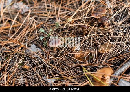 Piccolo fungo in fuoco netto sul pavimento della foresta coperto con foglie e bastoni caduti d'autunno Foto Stock