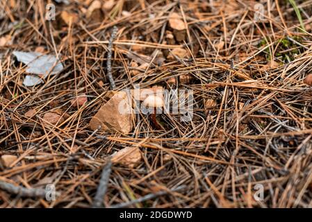 Piccolo fungo in fuoco netto sul pavimento della foresta coperto con foglie e bastoni caduti d'autunno Foto Stock