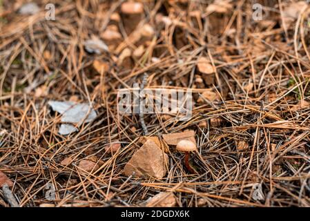 Piccolo fungo in fuoco netto sul pavimento della foresta coperto con foglie e bastoni caduti d'autunno Foto Stock