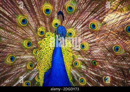 Un Peacock maschio che mostra le sue Feathers, Kauai, Hawaii Foto Stock