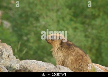 Marmotta dell'Himalaya nella valle del Suru vicino a Rangdum, Jammu e Kashmir, Ladakh, India Foto Stock