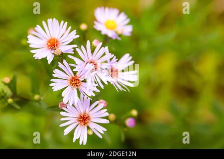 Rosa chiaro fiore cespuglio astro, sottili petali lunghi su uno sfondo verde Foto Stock