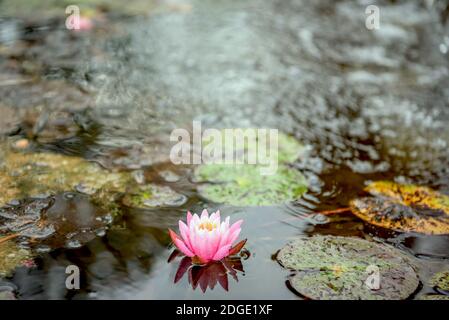 Giglio di acqua Foto Stock