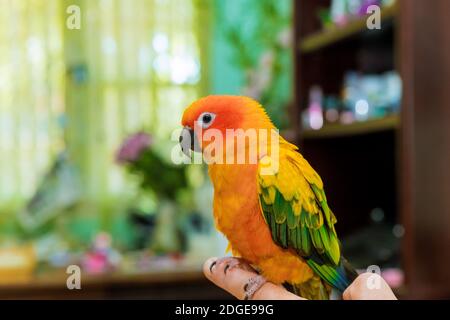 Sun Conure appollaiato sulle dita del suo proprietario A. mano Foto Stock