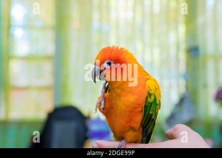 Bella Sun Conure Parrot su una mano Foto Stock