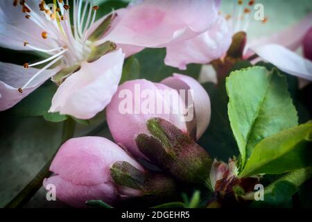 Boccioli di fiori di un Apple-tree e foglie su un Apple-ramo di albero in primavera. Foto Stock
